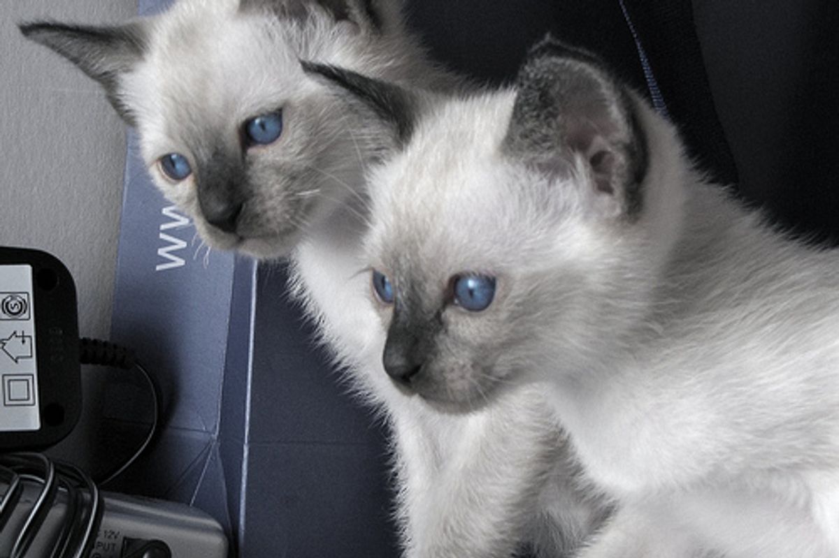 Cutest Kitten Video of all Time