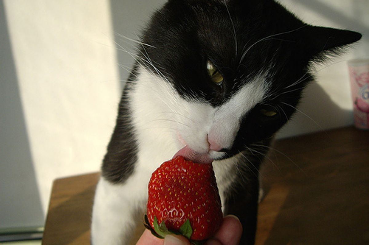 Videos Kitten Loves Raspberries and Strawberries
