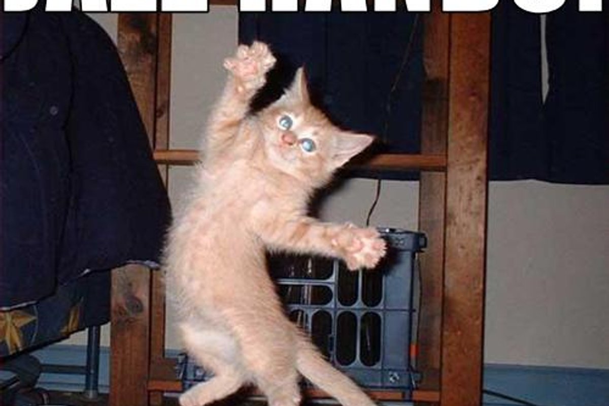 Lolcat Cat and Kitten Jazz Hands Edition