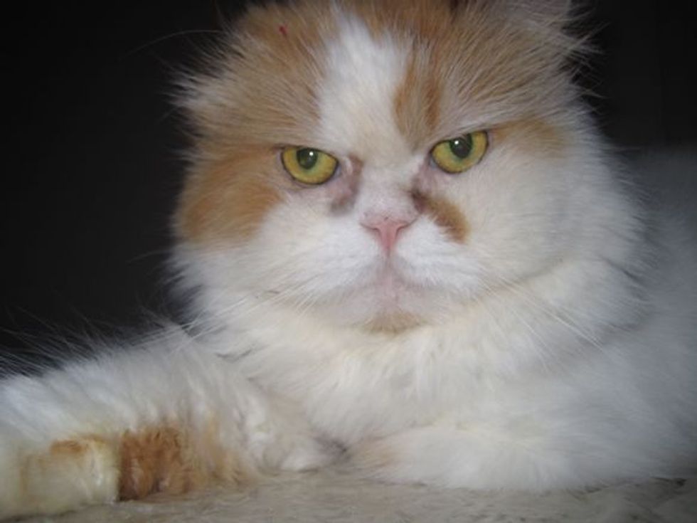 Romeo a Cat on a Mission to Raise Money for Animal Rescues