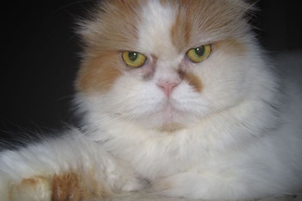 Romeo a Cat on a Mission to Raise Money for Animal Rescues