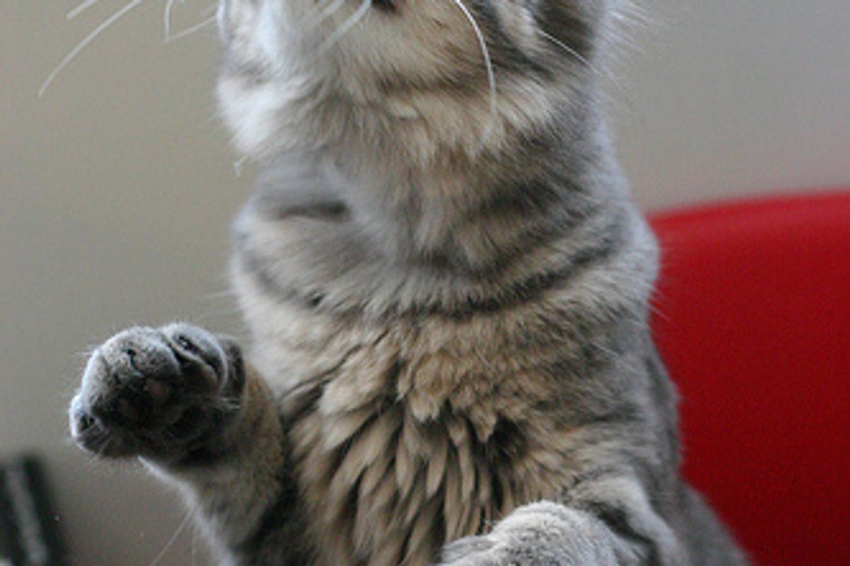 Cat Video Hungry Kitty Protests for Food