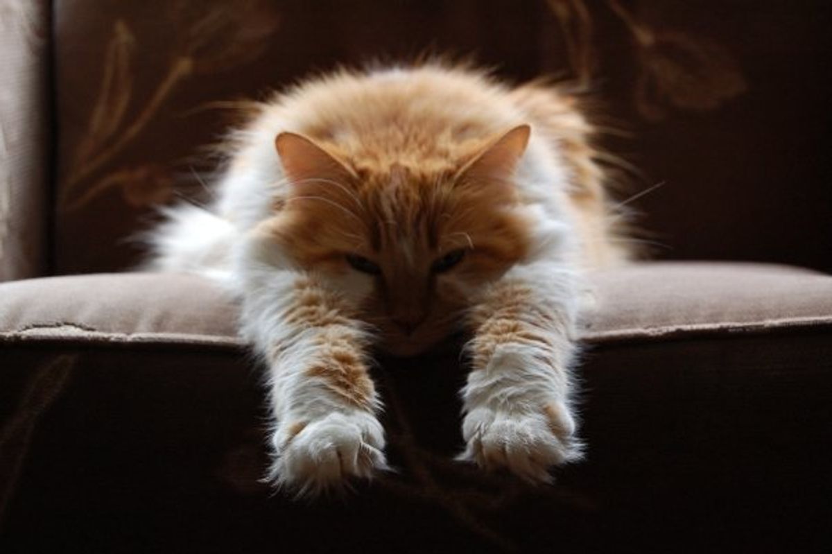 November Cat of the Month