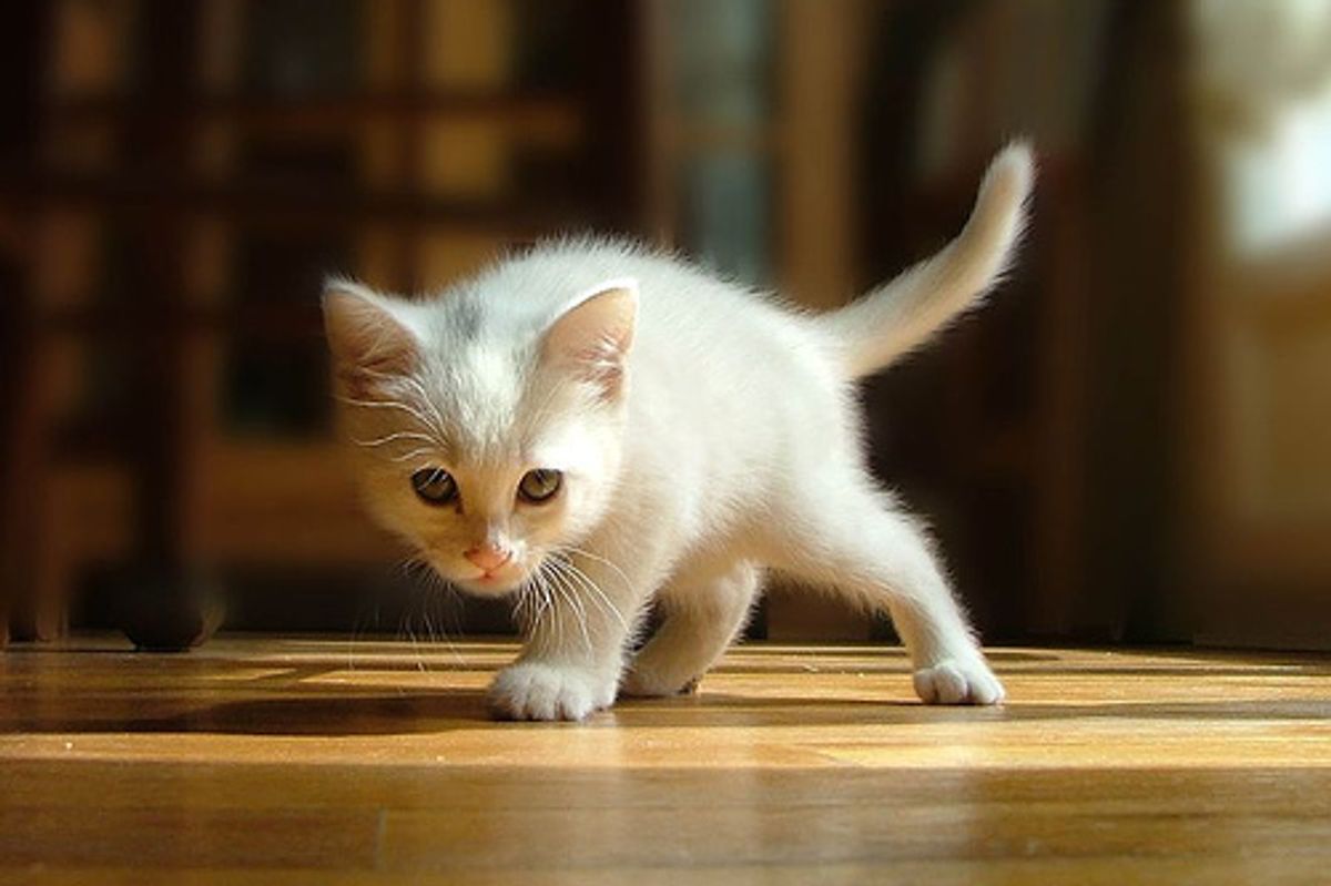 My Cat Brought Back a Dead Bird