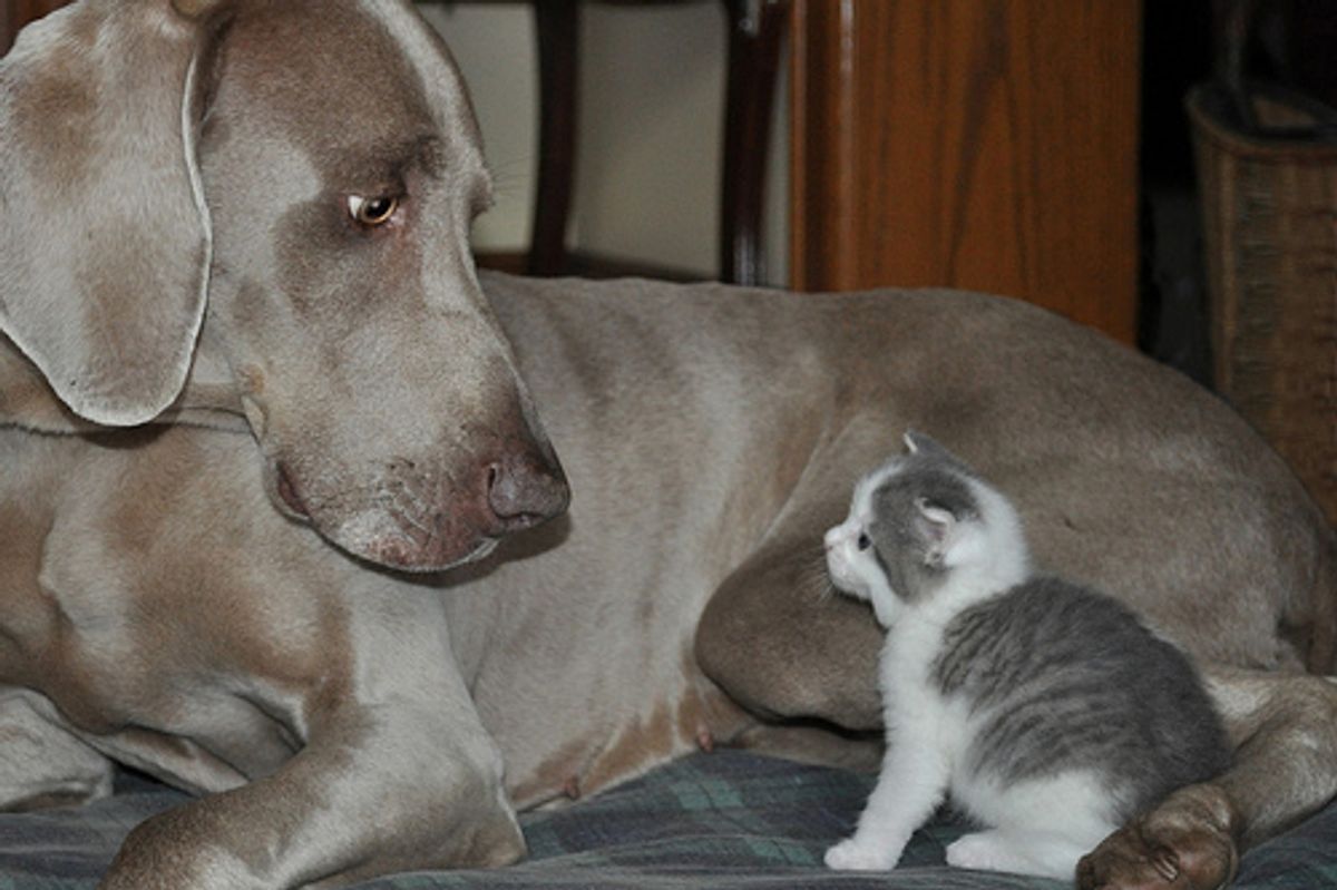 Cat Video Little Kitten Meets Big Dog Kitten Wins