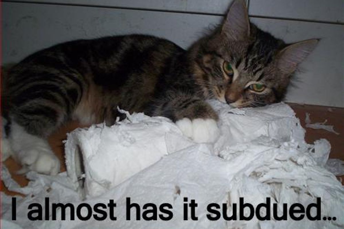 Tissue Terror How to Stop Cats from Shredding Toilet Paper