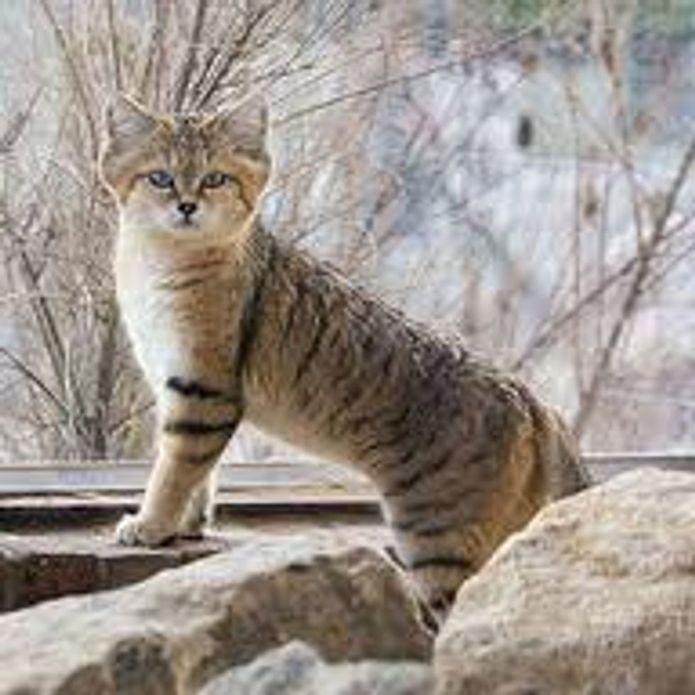 Sand Cat a Small Wild Cat