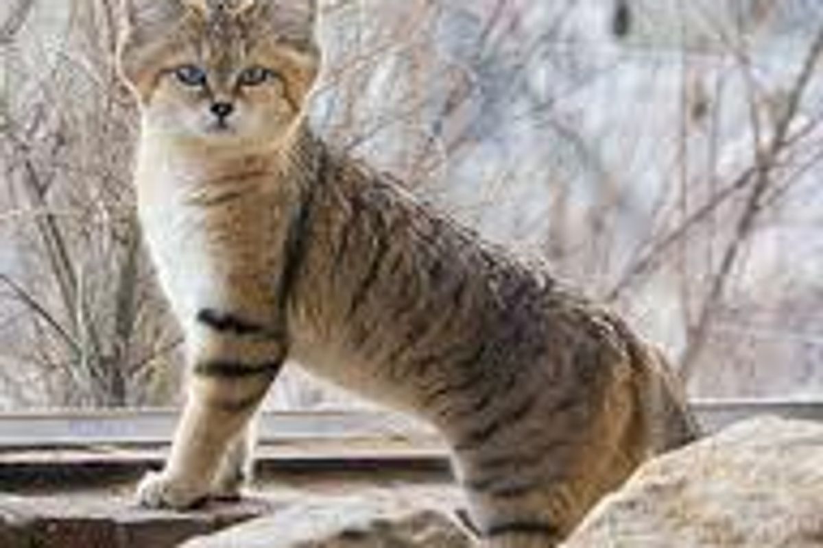 Sand Cat a Small Wild Cat