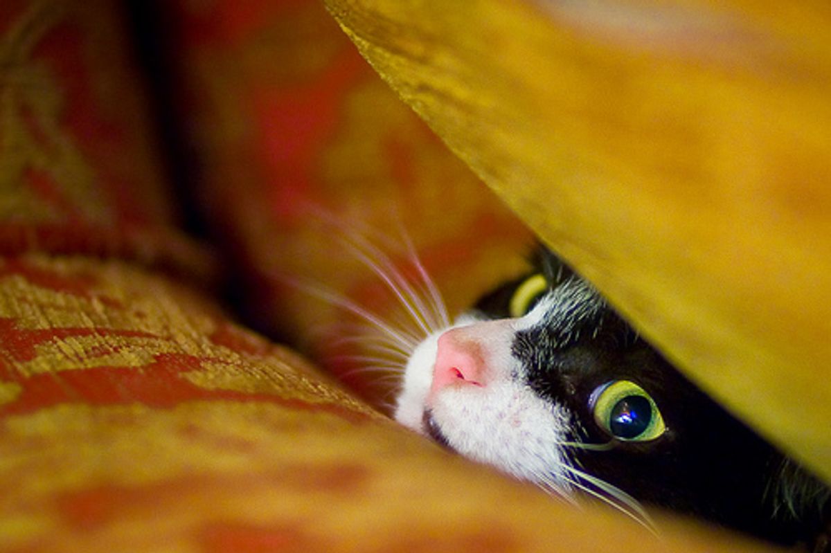 Cat Video Cabinet Adventure