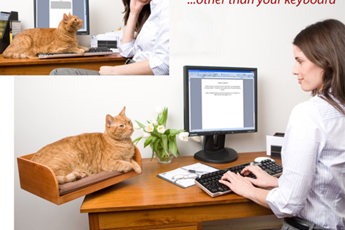 Catmas Giveaway Contest Prize Refined Feline Kitt in Box