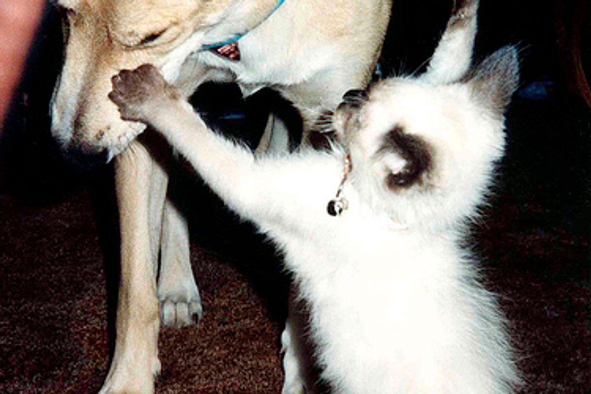 Why do Kittens like to Play Attack with a Big Dog