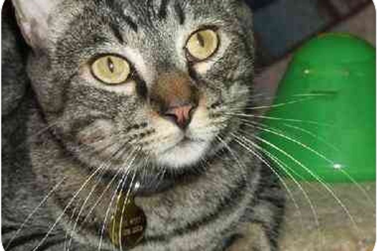 Shelter Cat Star of the Day Pirate Petey
