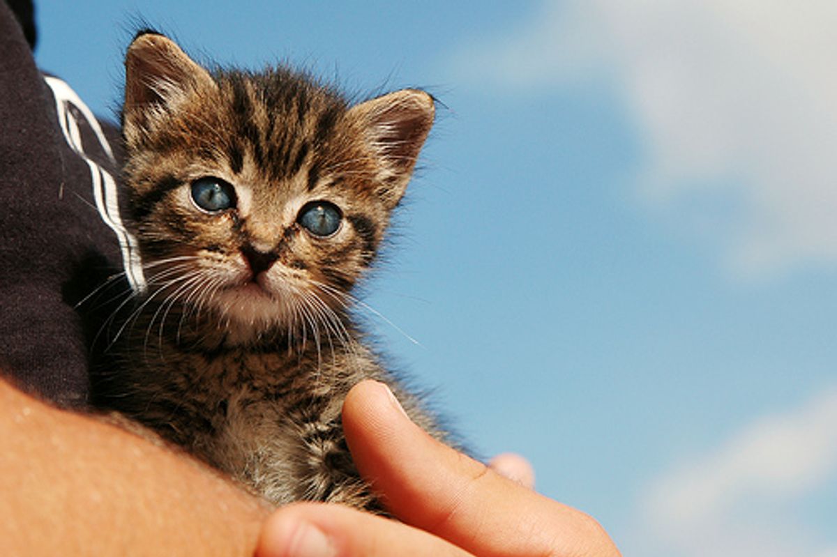 Kitten Rescued from a Running Car on Highway