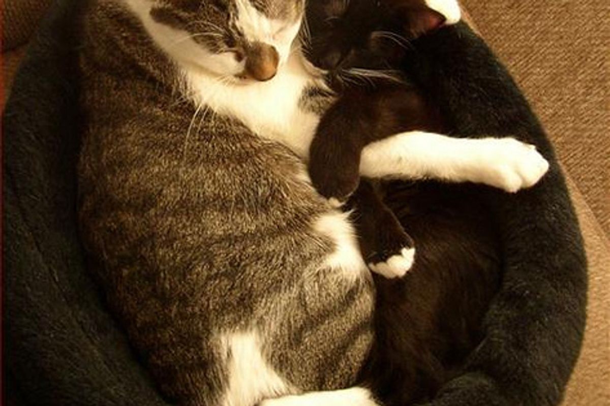 Lolcat Kittens Bring You Happiness Joy and Cheers