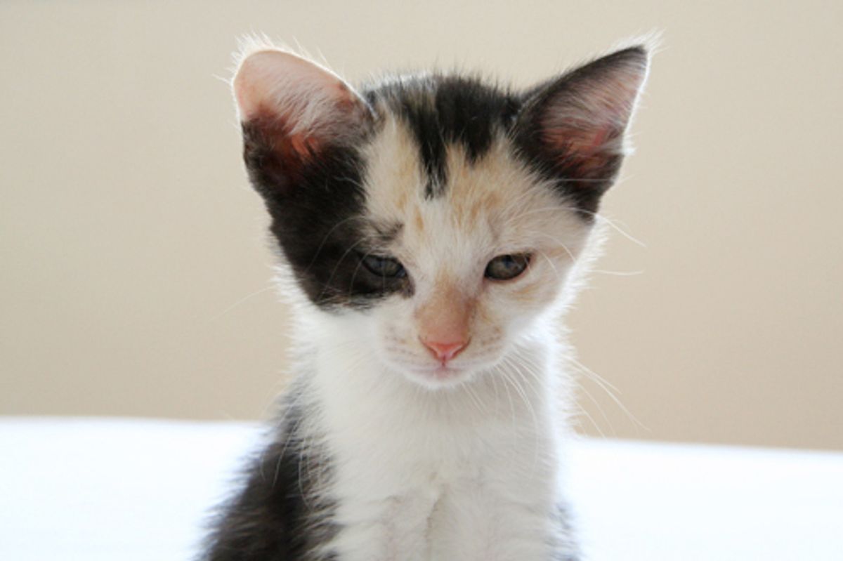 Cat Food Recall Diamond Pet Food