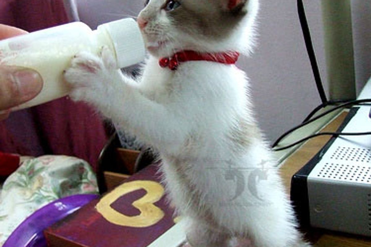 Video Kitten Drinking Kitty Milk