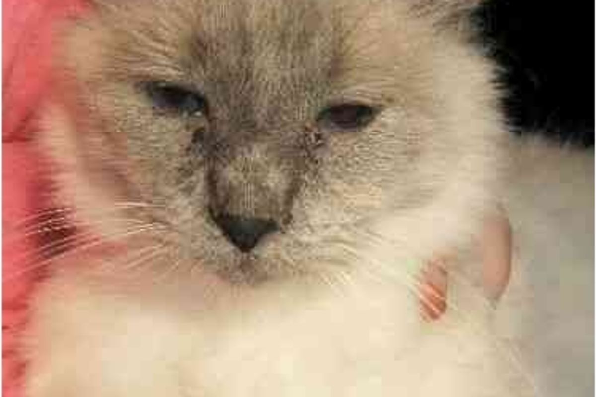 Shelter Cat Star of the Day Morgana blue Eye