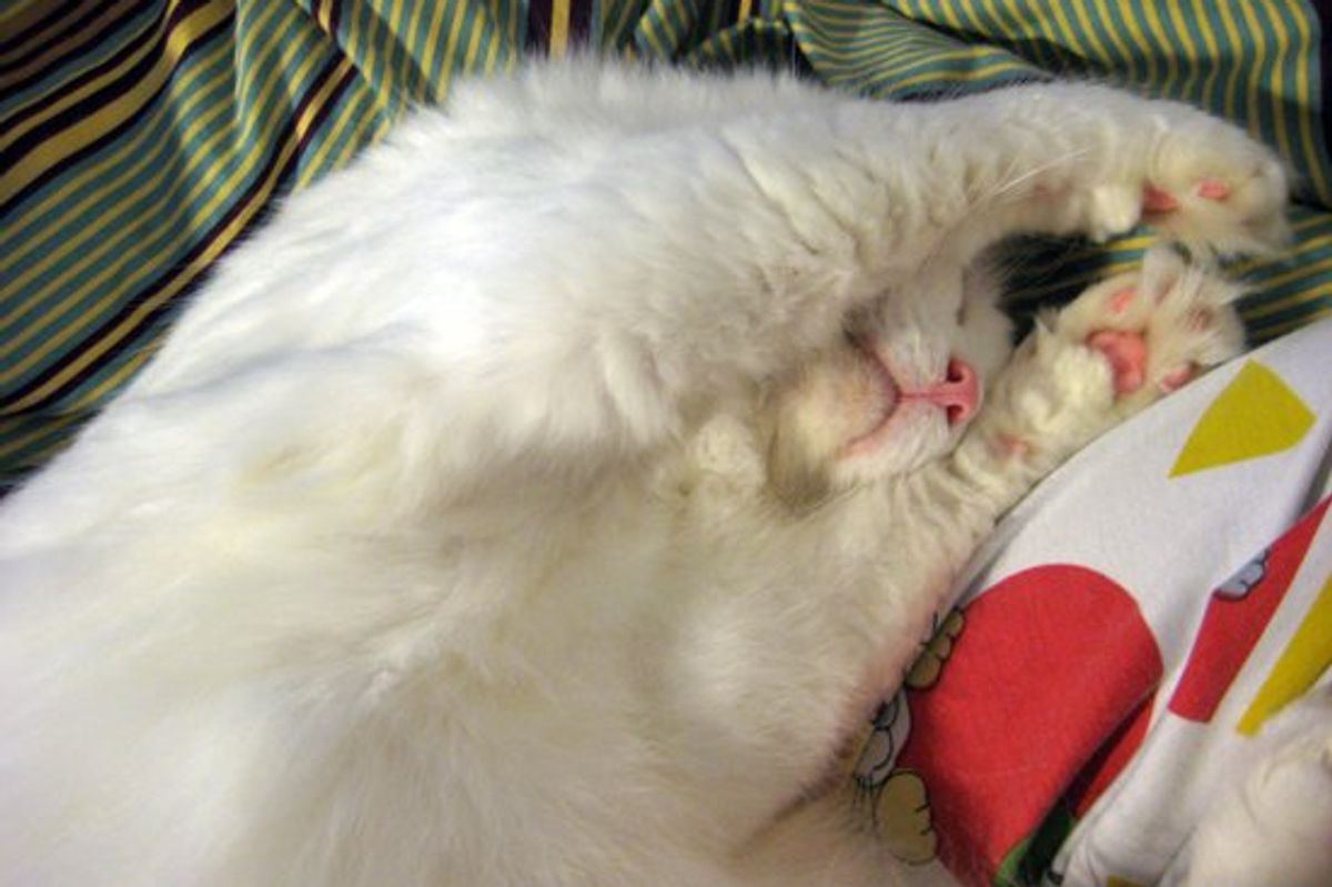 Love Meow Kitties Sleeping Poses