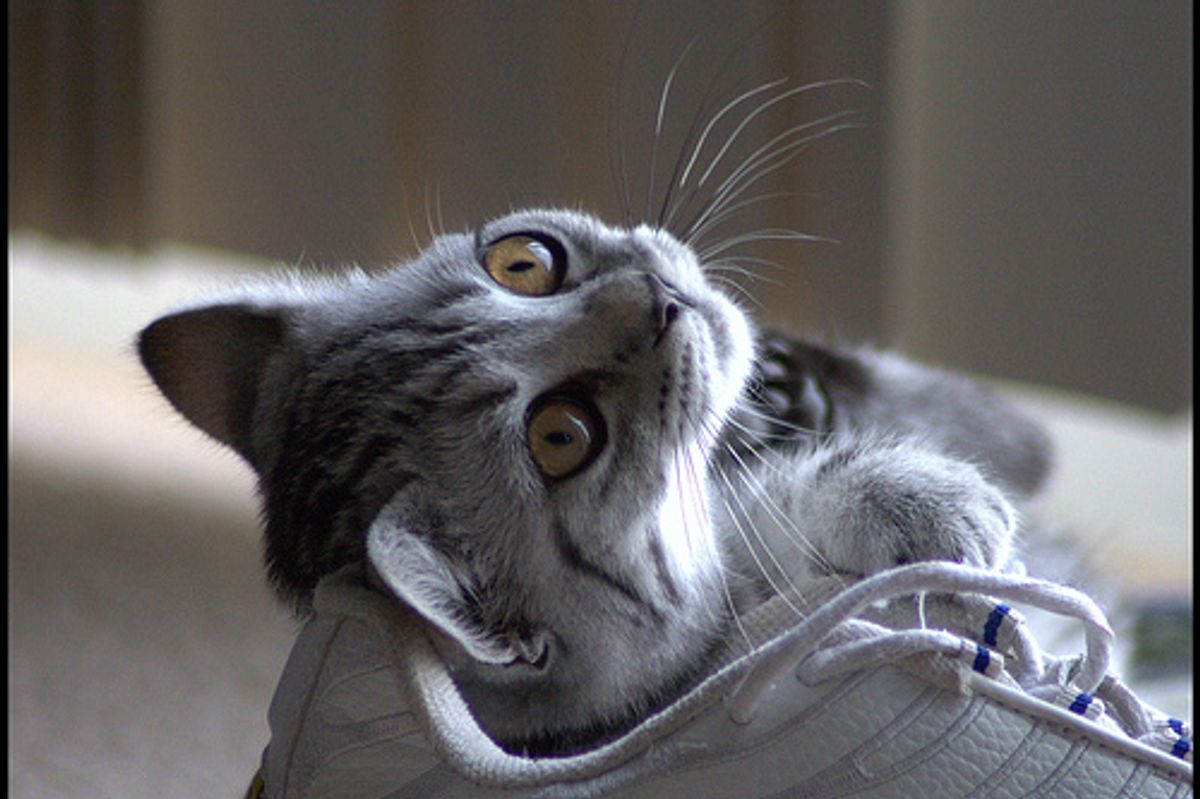 Super Happy Cat Funny Om Nom Nom Kitten