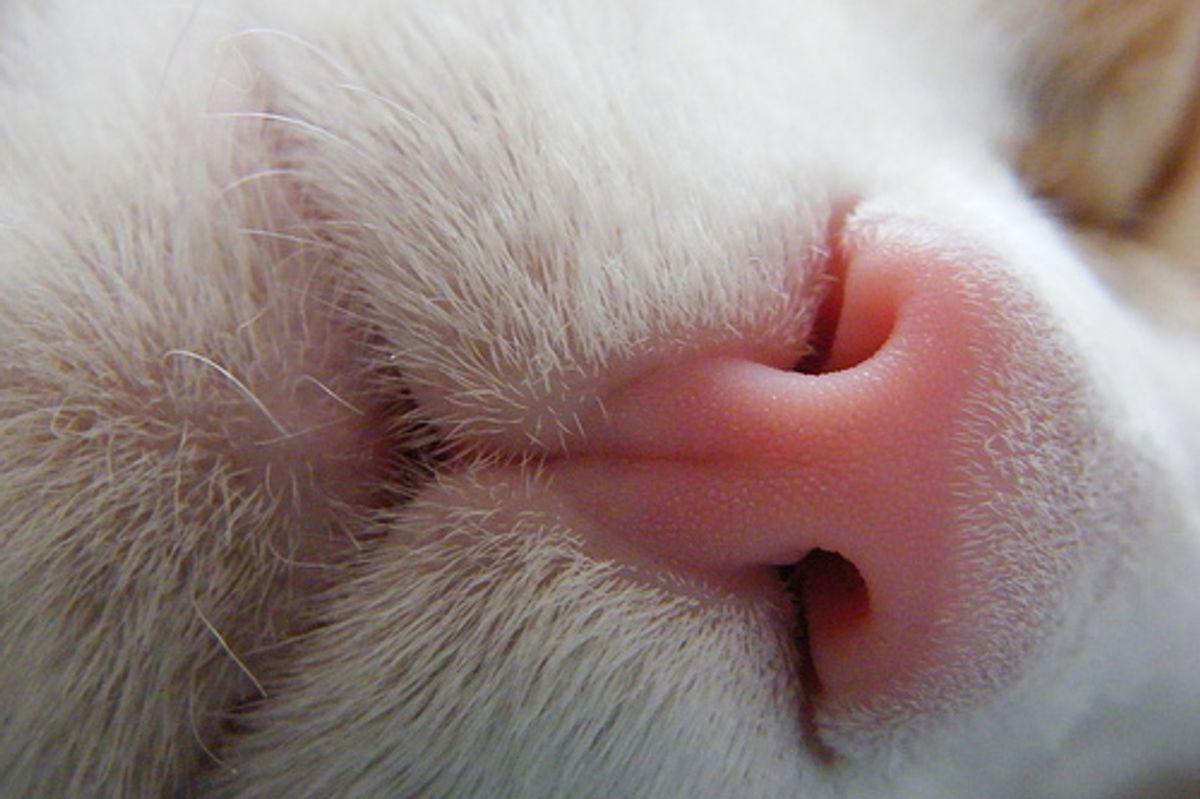 Cat Nose Knows