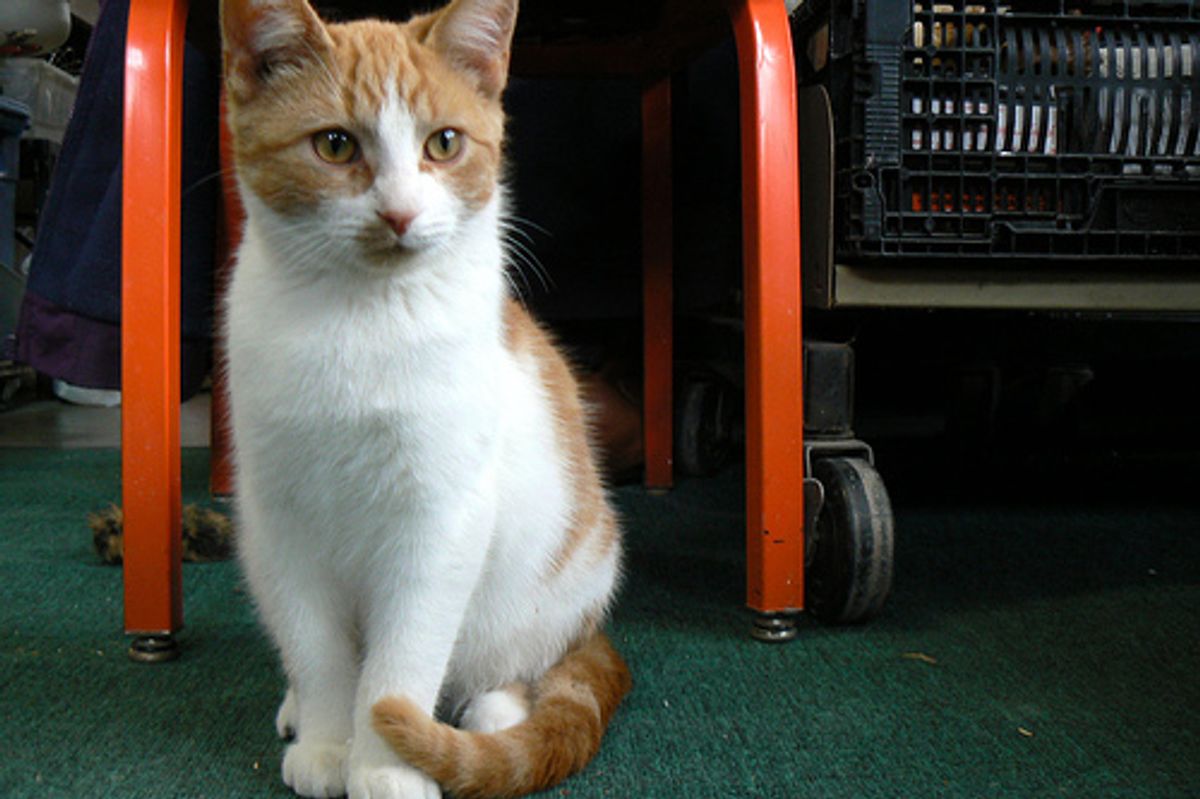 Cat's Incredible Journey in Siberia