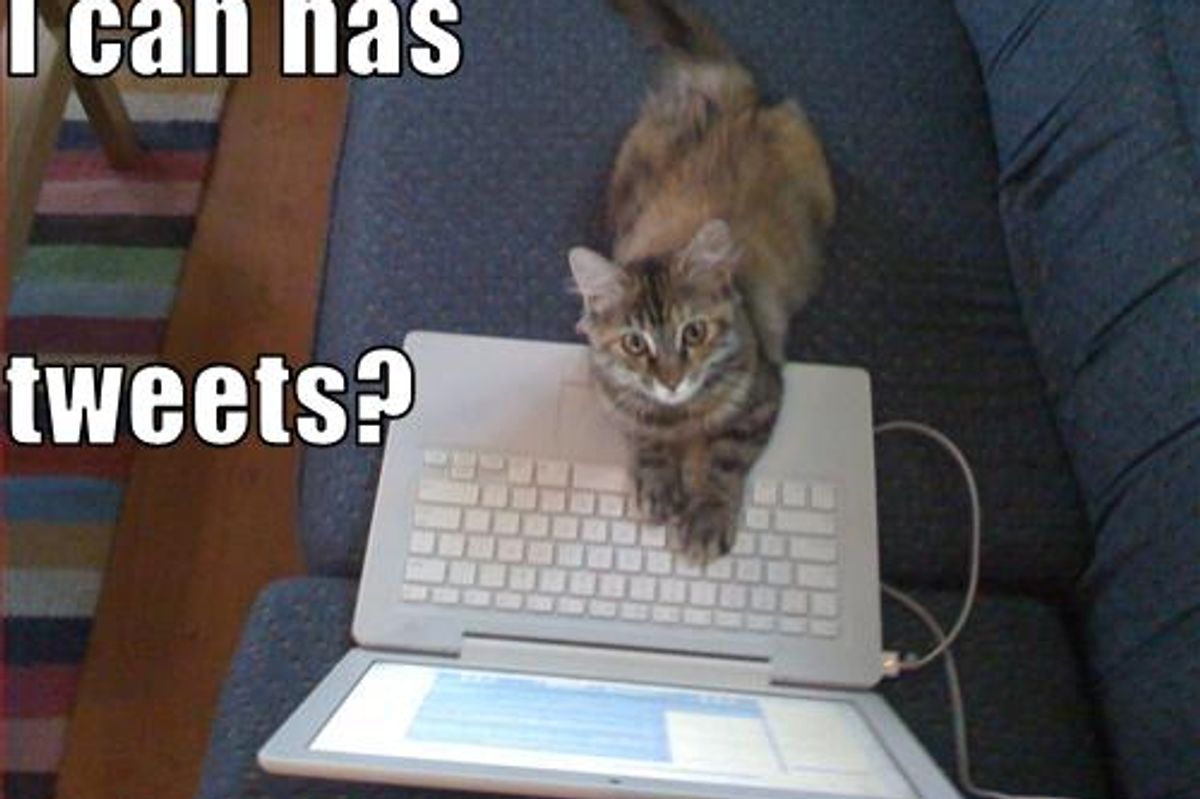 Lol cat Pictures the Next I Can Has Cheezburger Kitten