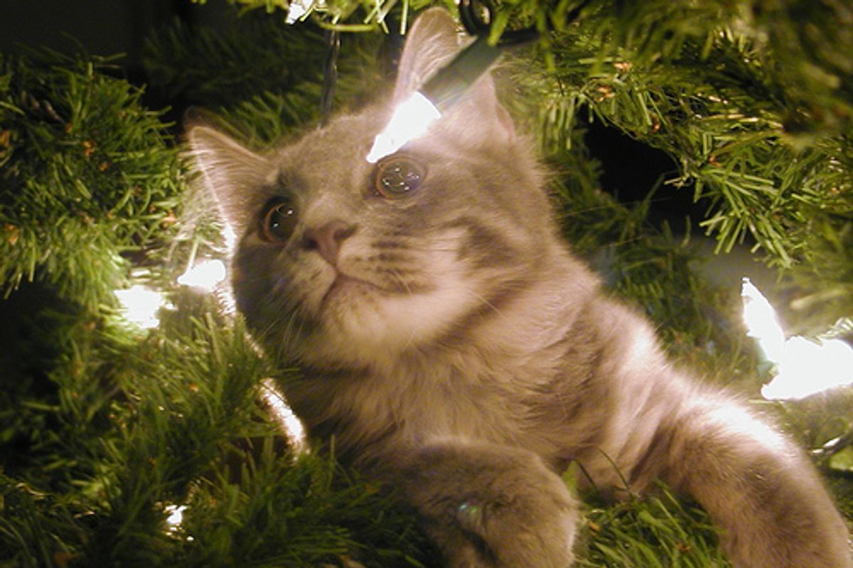 Cats Not Really Santas Helpers