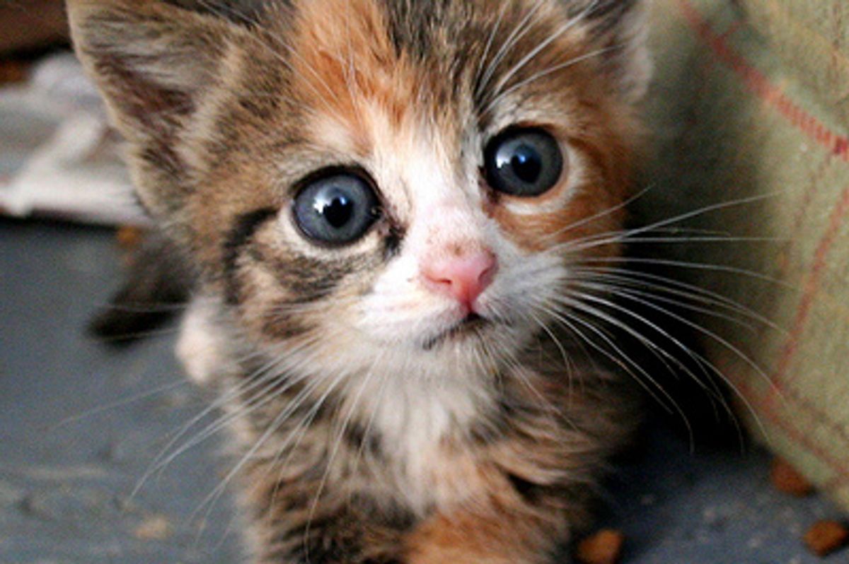 Cuteness Overload Kitten Videos