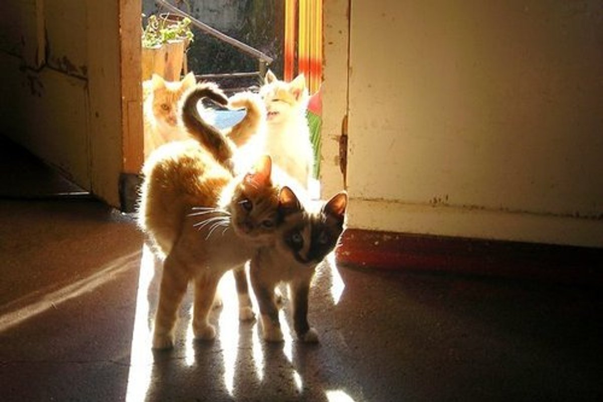 Cheezburger Time Cute Cat Tails