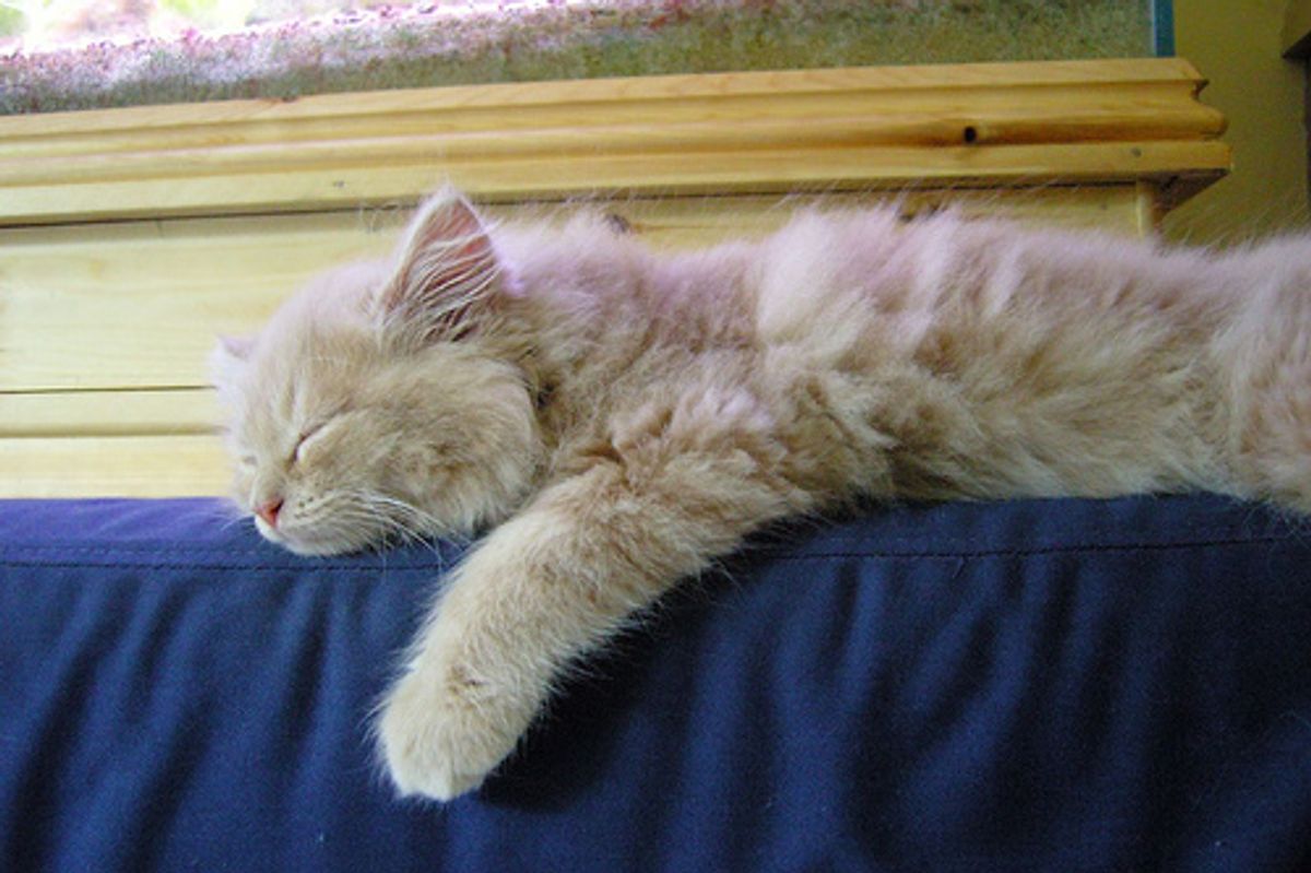 Why Do Cats Sleep So Much