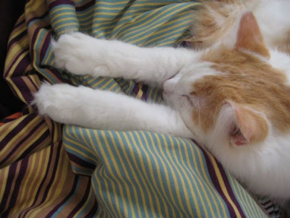 Why Cats Wiggle Their Butt Before They Pounce