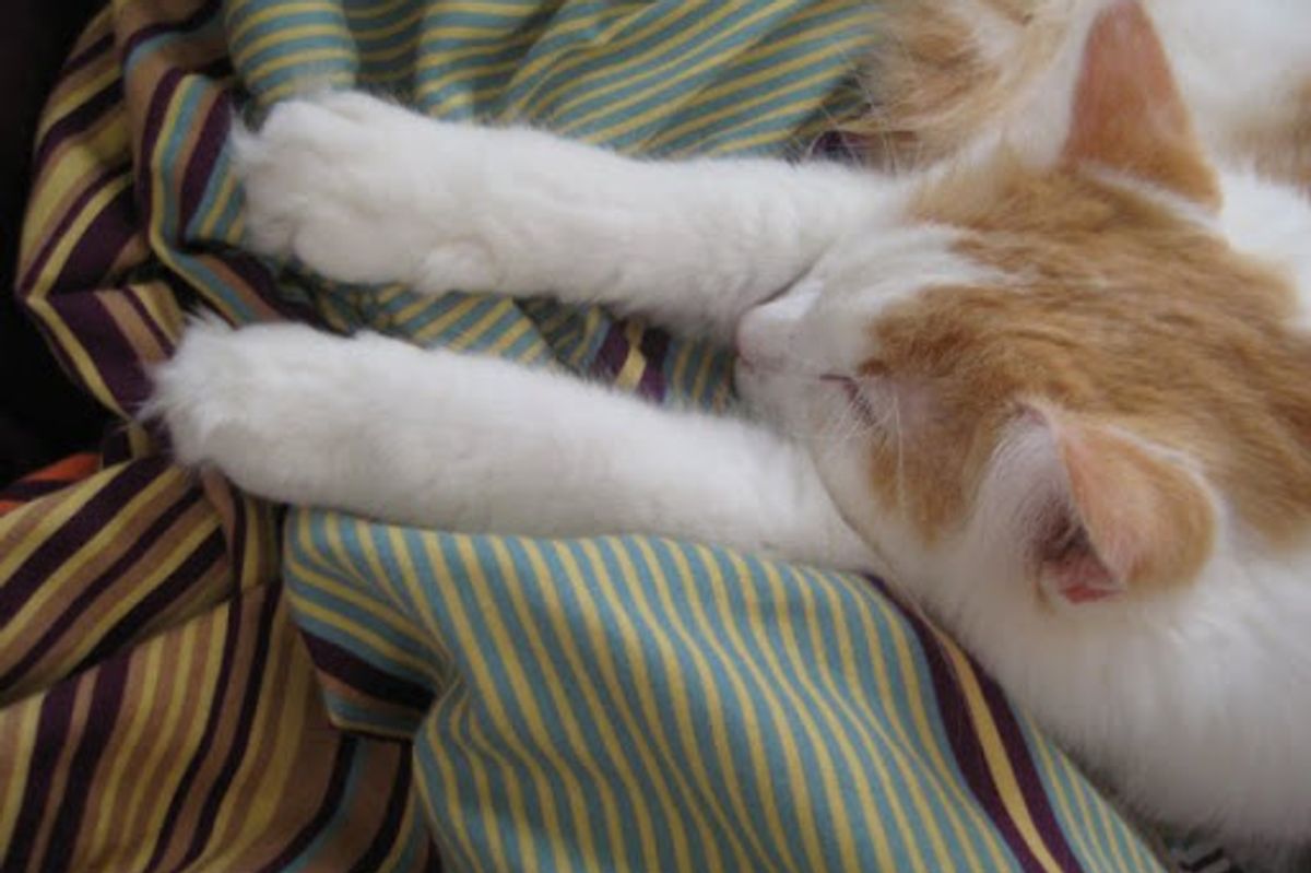 Why Cats Wiggle Their Butt Before They Pounce