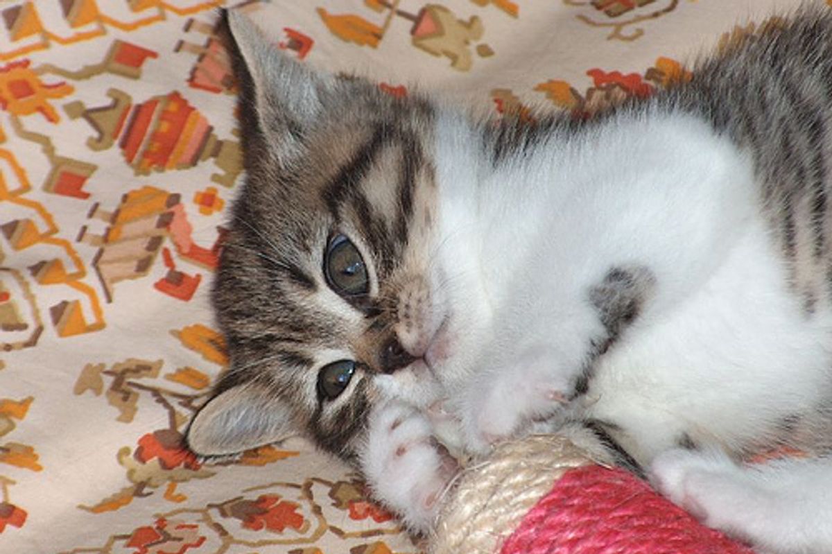 Cat Video Dancing Kitten