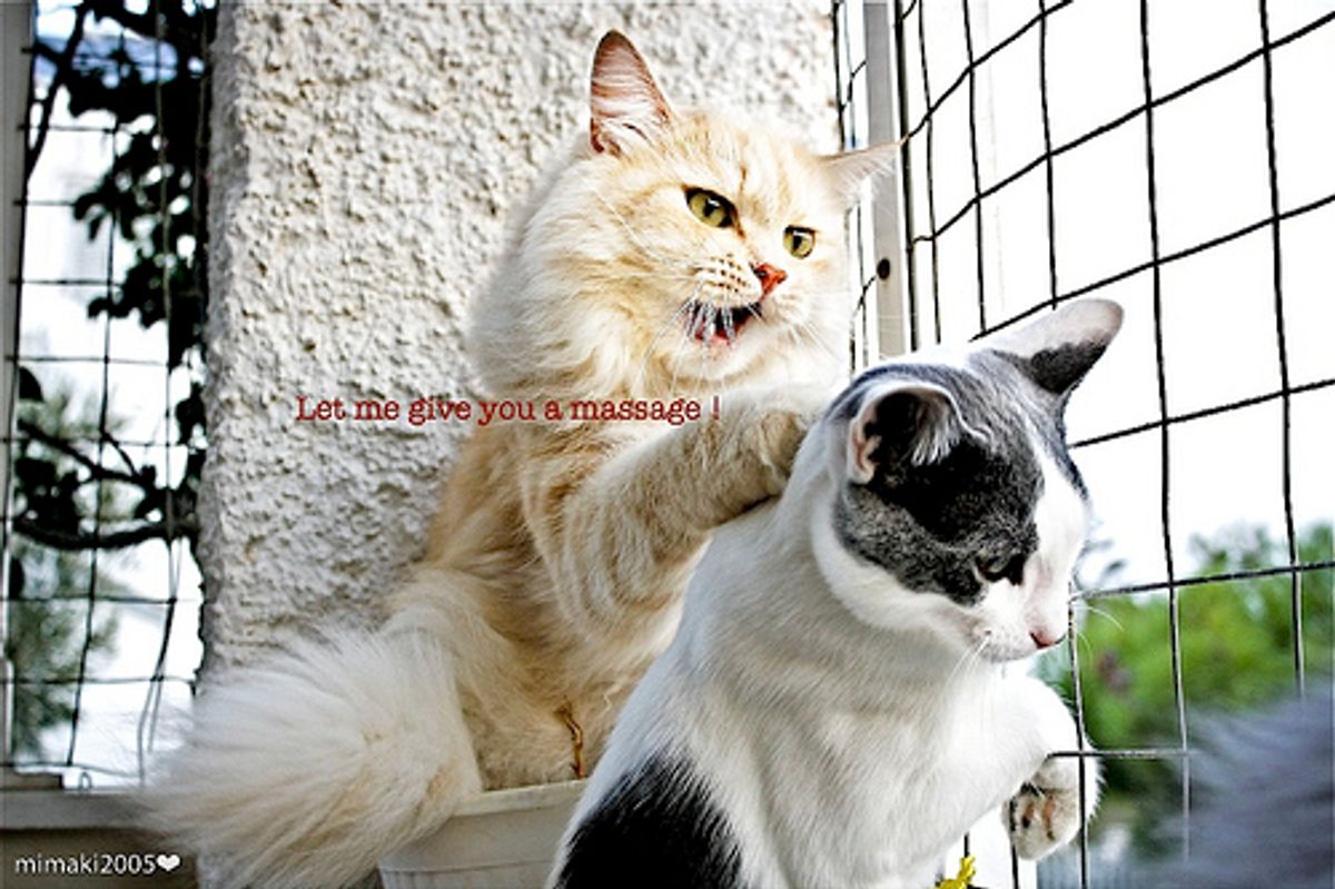 Cute Kitten Videos Kitty Massages