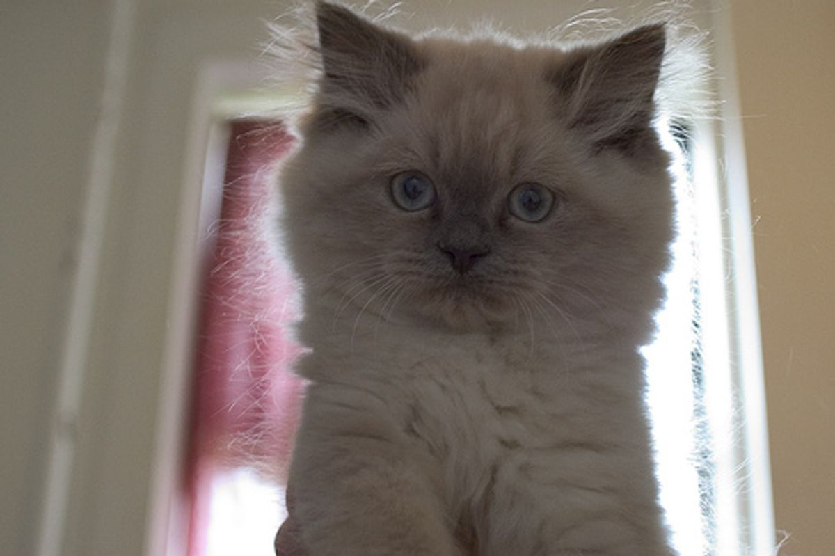 Cat Video Cute Himalayan Kitten Falling