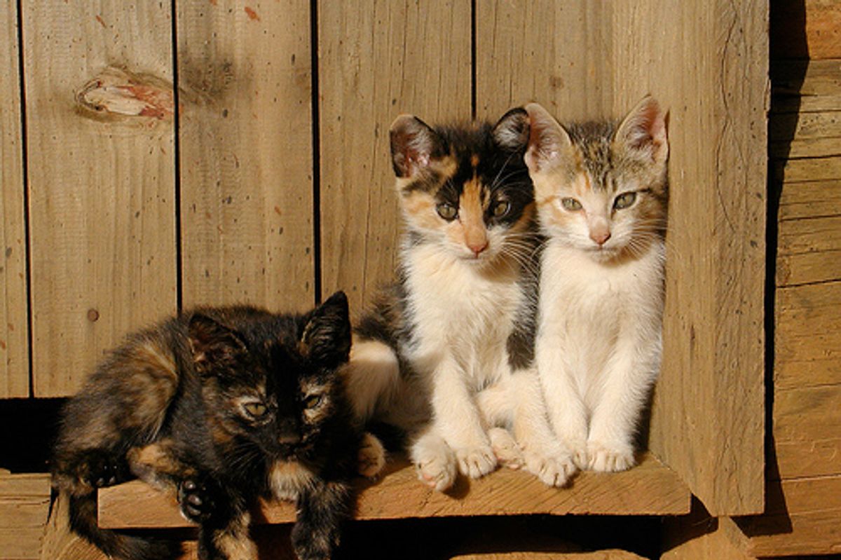 Three Kittens Rescued from Landfill