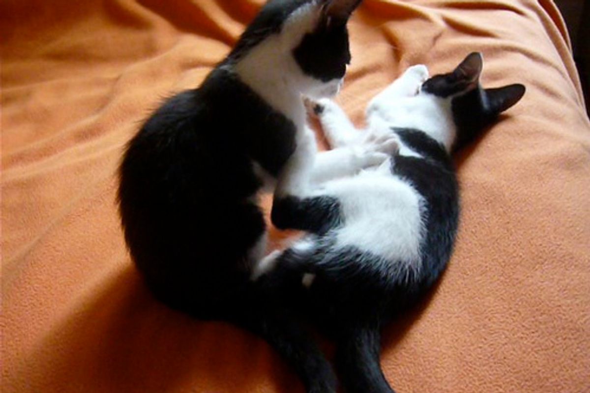 Cutest Kitten Kneading and Making Biscuits