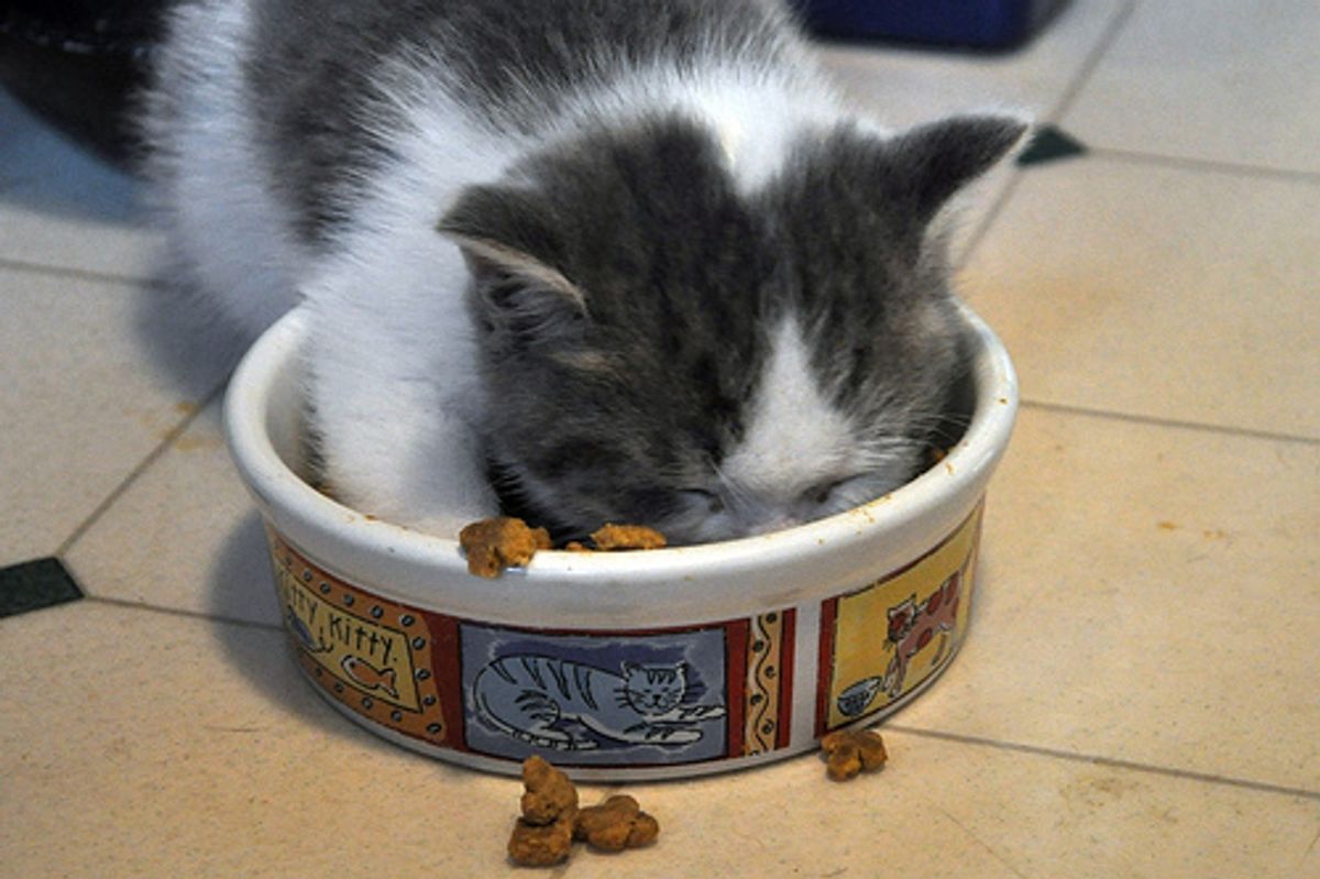 Cat Food Bank Needs Your Donations to Help Feed Hungry Kittens