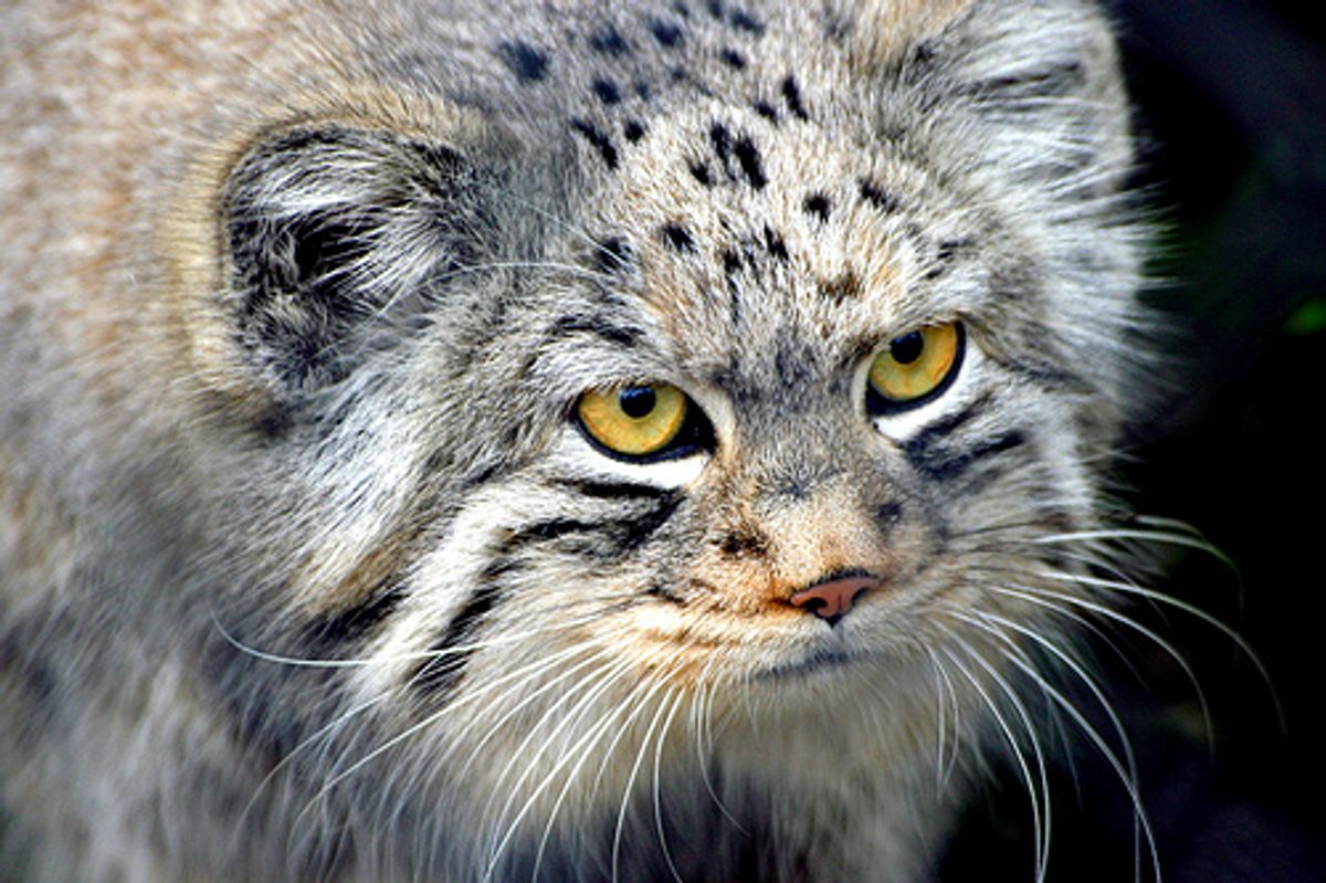 Pallas Cat