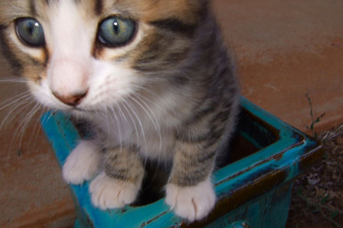 How to Remove Cat Dandruff with Home Remedies