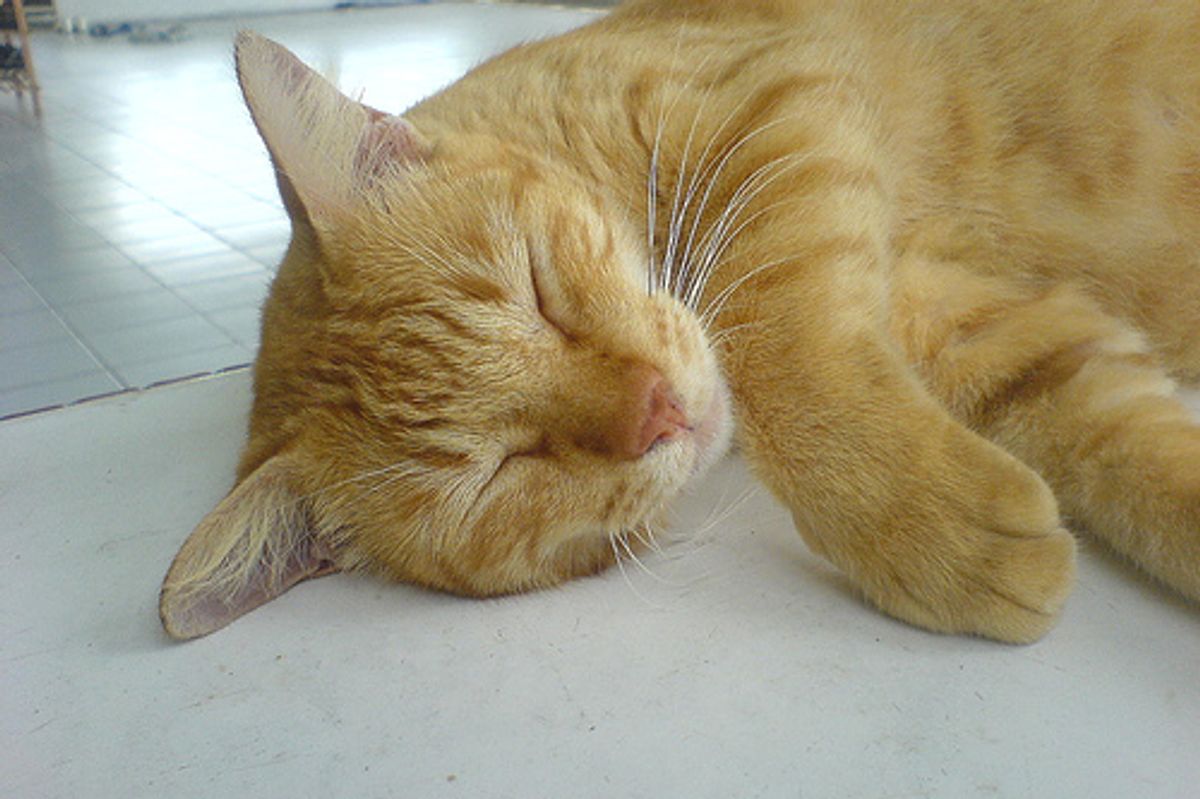 Cat Travels 1400 Miles on Luxury Ferry as a VIP Passenger