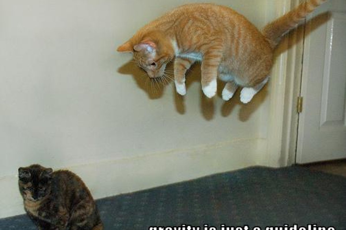 Cheezburger Time Kitten vs Gravity