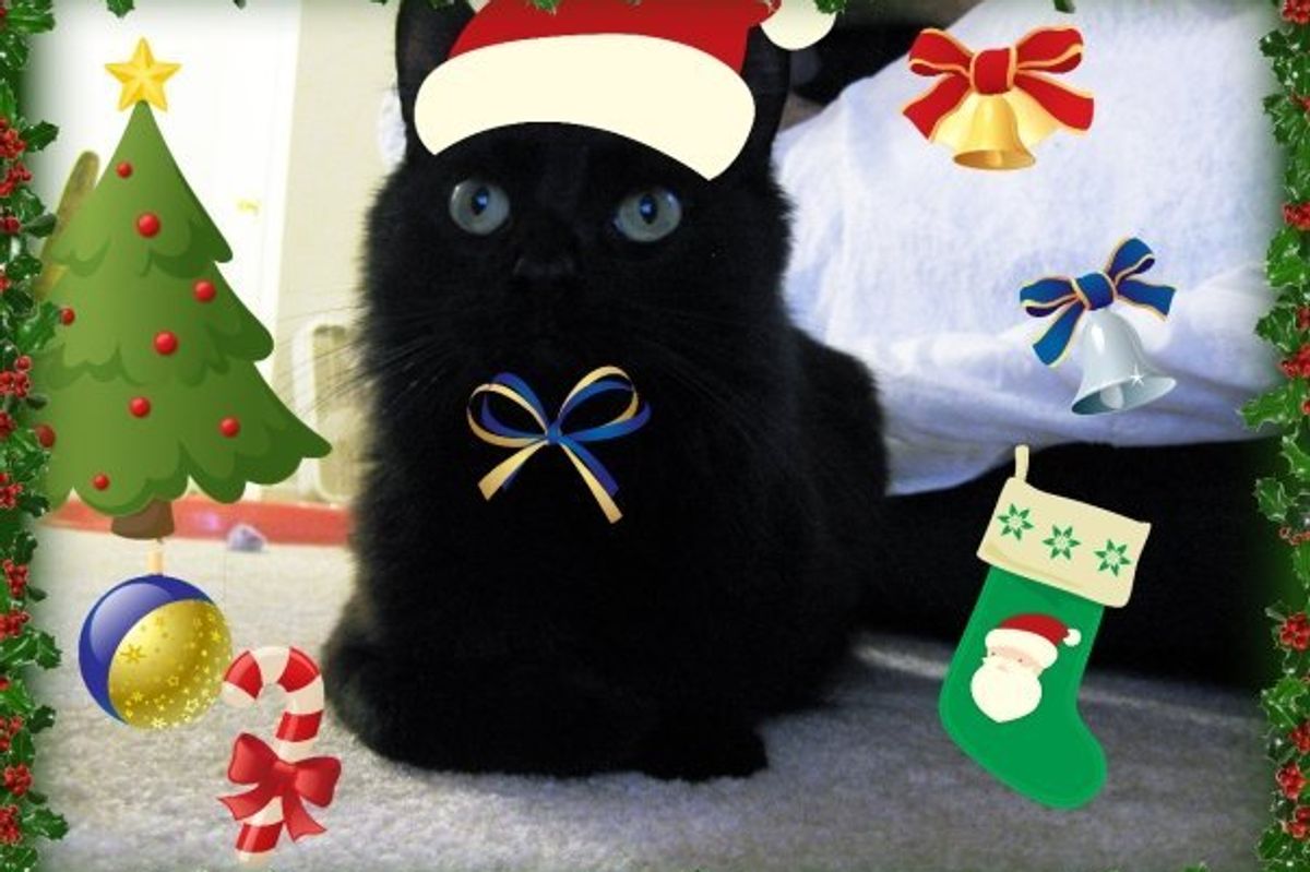 How to Turn a Regular Cat Photo into a Jolly Catmas Kitten Picture