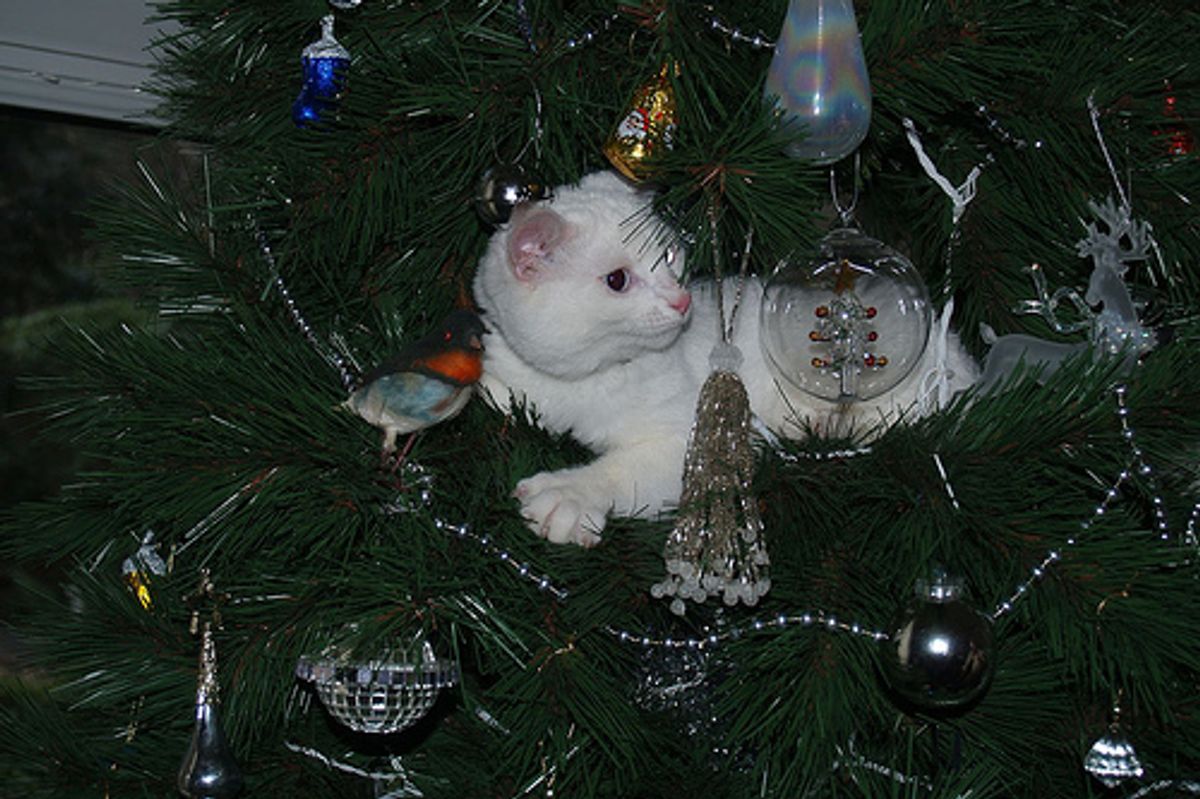 Cat Video Christmas Tree Kitten