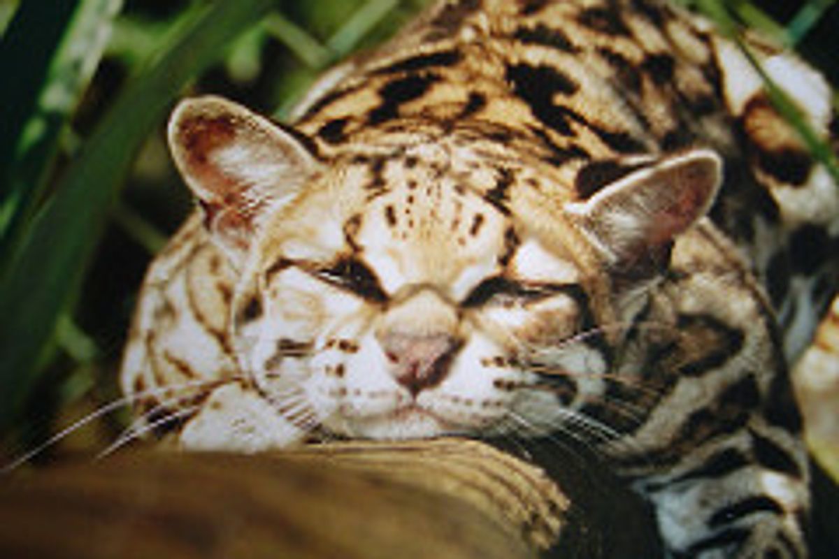 The Margay Best Tree Climber Wild Cat