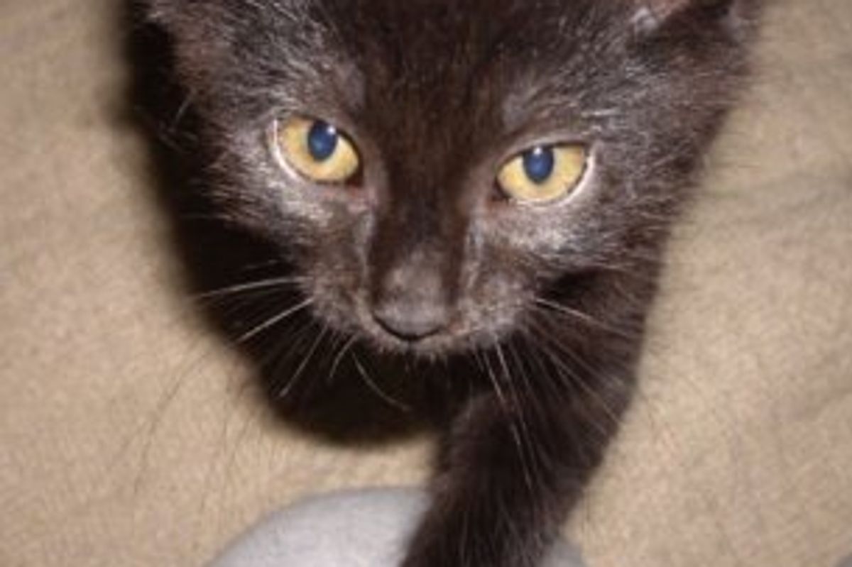Interview with Simons Cat Simon Tofield