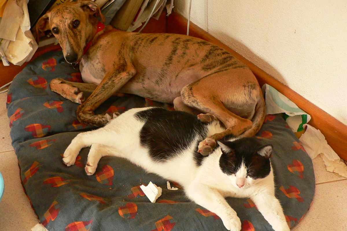 Greyhound Dog Saves Kittens Life