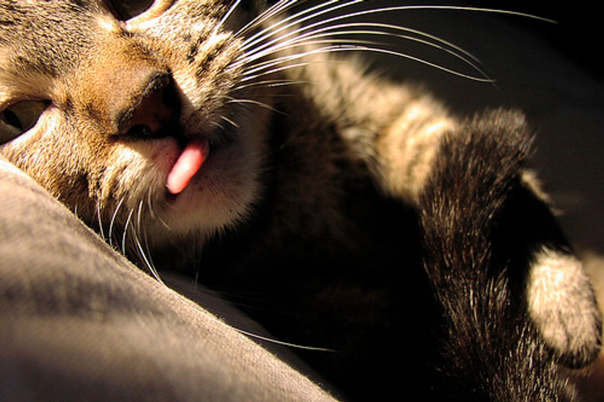 Cute Cats and Kittens Tongue Sticking Out Pictures