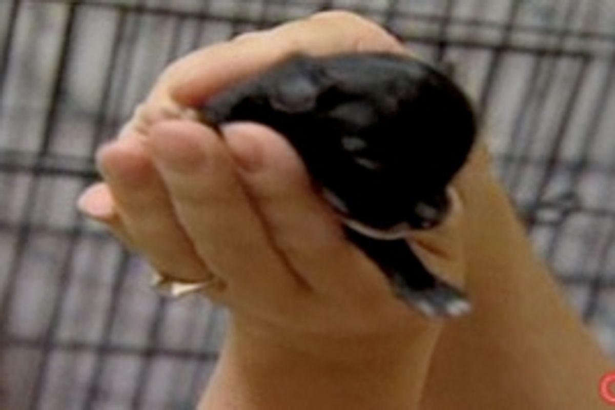 Cat Mother Adopts and Nurses Baby Chihuahua Pup