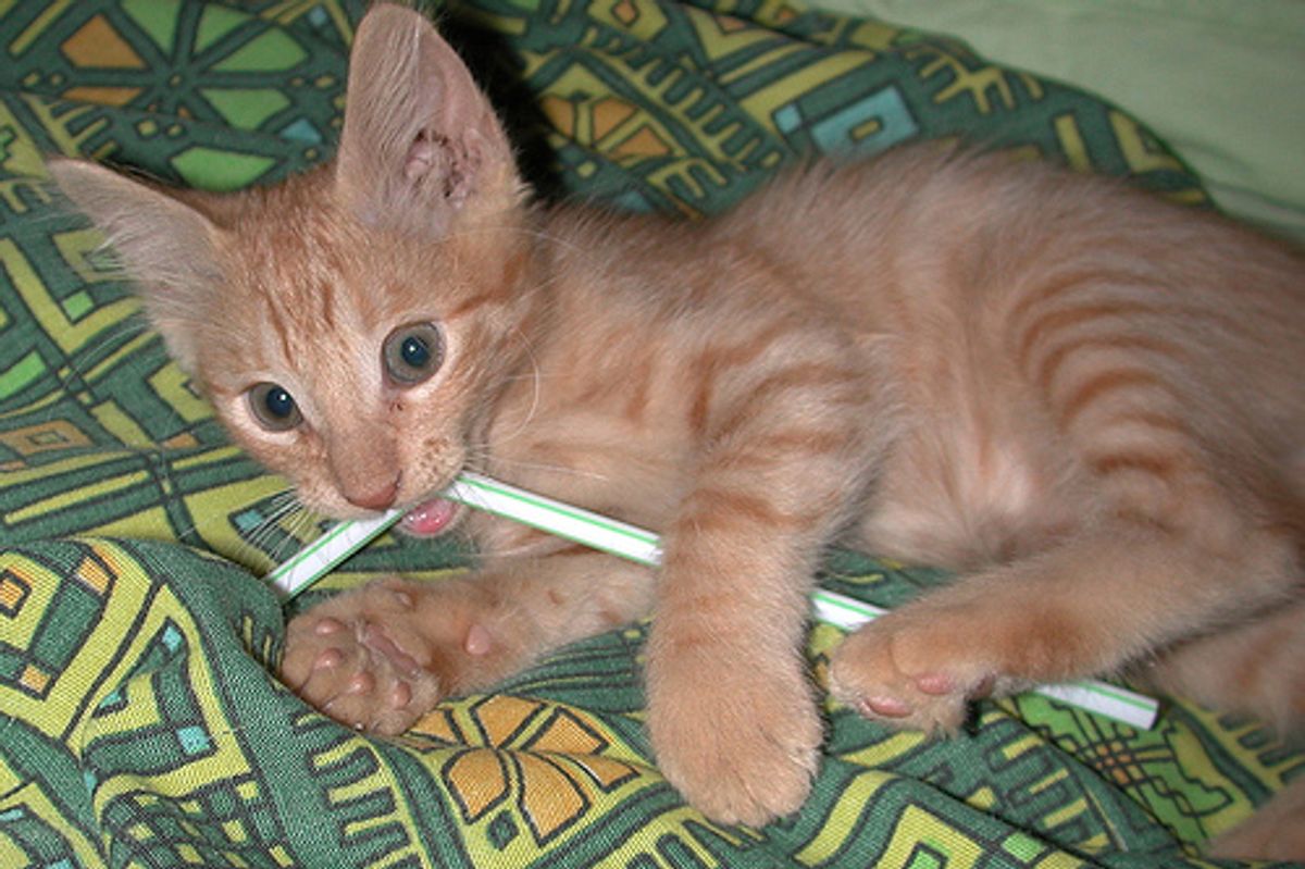 Cat Video Kitten vs Straw